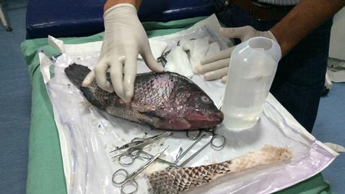Hospital usa pele de peixe tilápia como curativo para queimaduras